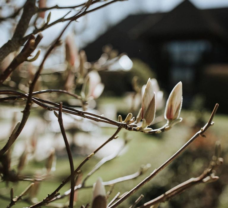 Magnolia tree at The Old Kent Barn wedding venue