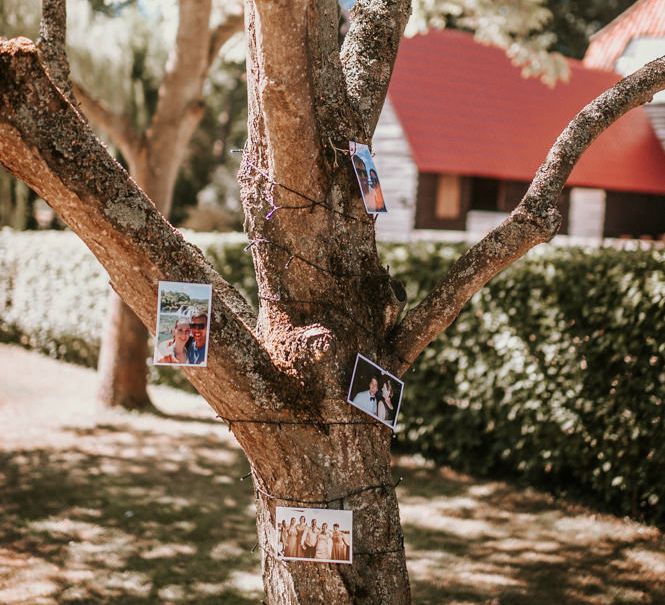 Tree Wrapped in Polaroid Pictures