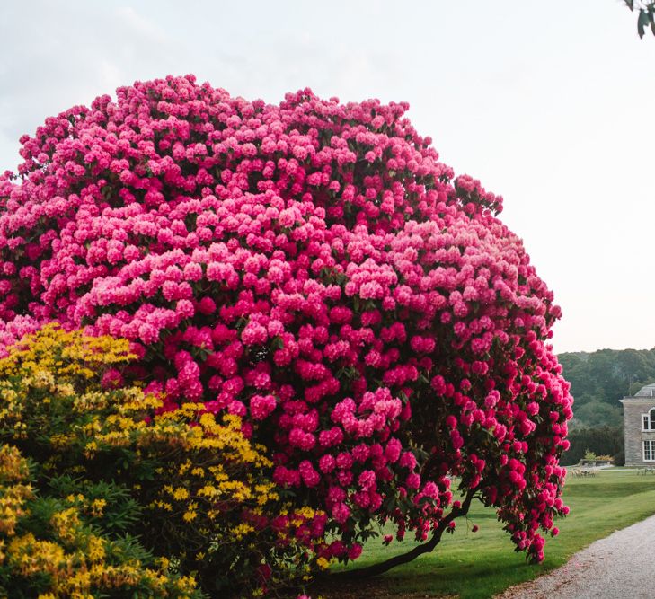 Timeless English Country Garden Inspiration at Boconnoc House and Estate in Cornwall, Styled by On Serpentine Shores | Debs Alexander Photography