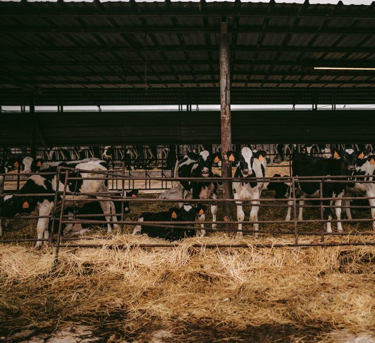 Cattle shed