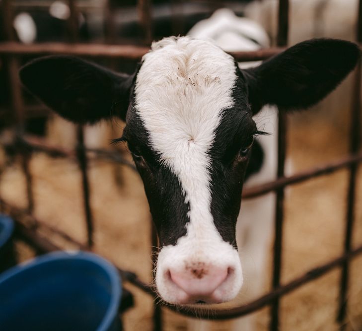 Cow on cattle farm