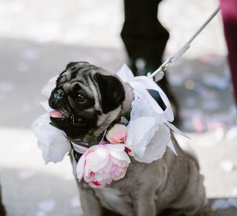 Pet pug with floral collar