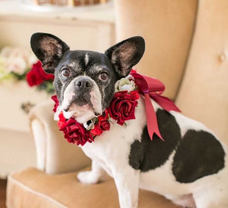 Floral Collar For Dog At Wedding // Gingerbread House For A Festive Christmas Wedding With Red And White Florals Stag Motif Stationery Planned &amp; Styled By La Fete Anneli Marinovich Photography