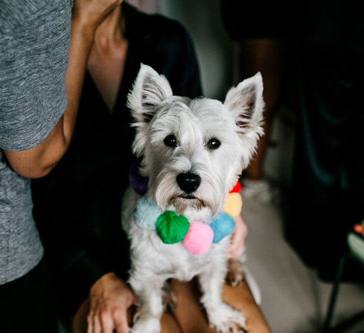 Pet West Highland White Terrier with Colourful Pom Pom Collar