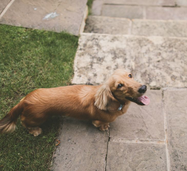 Golden Long-Haired Dachshund Pet Dog