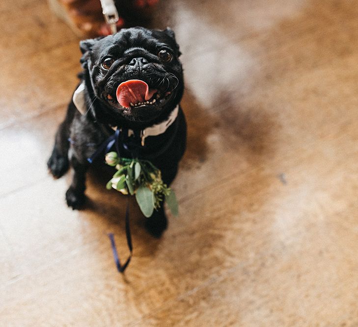 Paul the Pug | Stunning Syon Park Wedding with Quill Stationery Suite | Nancy Ebert Photography