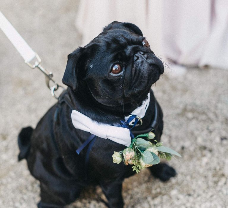 Paul the Pug | Stunning Syon Park Wedding with Quill Stationery Suite | Nancy Ebert Photography