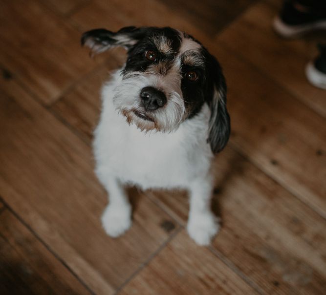 Archie the couple's beloved pet dog