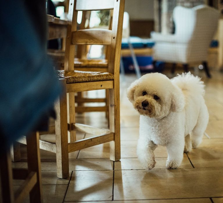 Bichon Frise Pet Dog