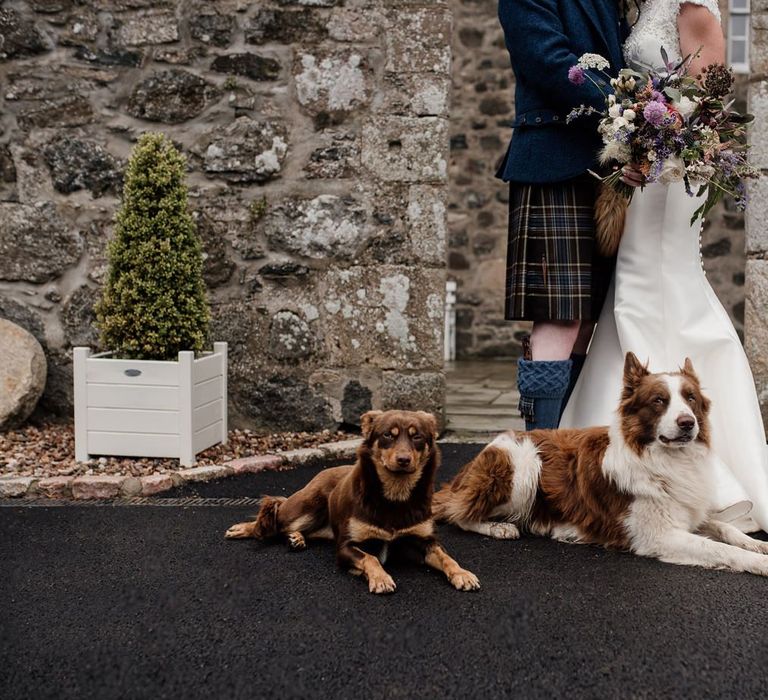 Bride and groom portrait with their pet dogs by Aberdeen wedding photographer