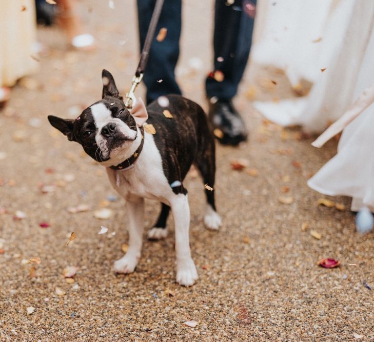 Beloved pet dog at wedding