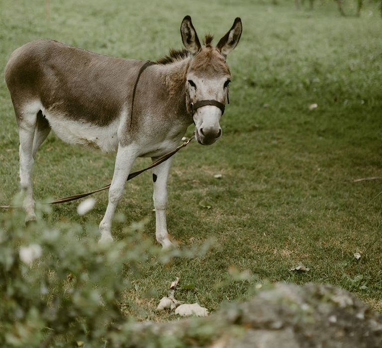 Donkey | Outdoor Boho Wedding at Chateau le Tour, France | Adam and Grace Photography | Head and Heart Films