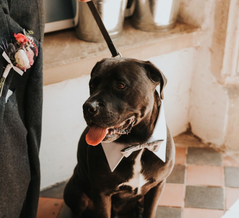 Pet dog as ring bearer