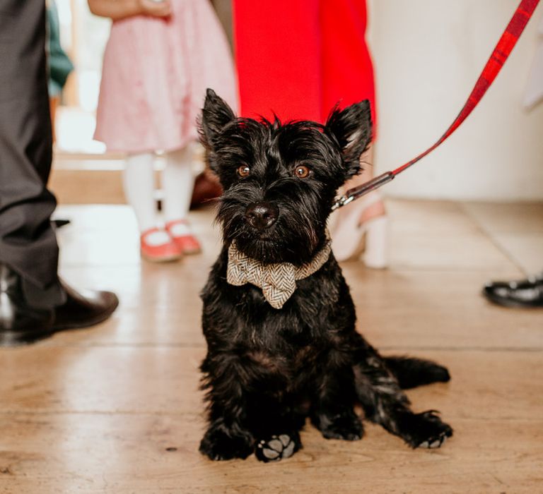 Pet dog at September wedding