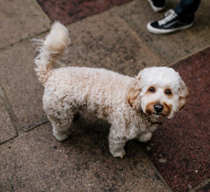 Pet Cockapoo at Micro wedding