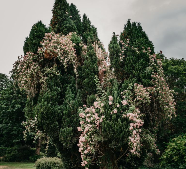 Tree at Killruddery House and Gardens Wedding Venue in Ireland