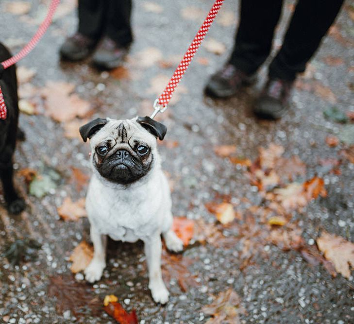 Pet Pugs Baxter and Bertie | Mariachi Band and Persian Rug Aisle for Autumn Wedding | Leah Lombardi Weddings