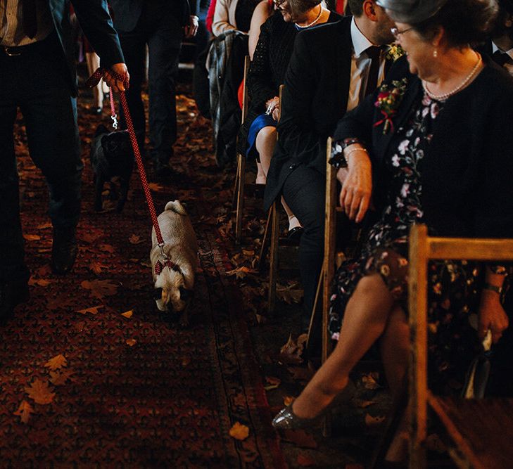 Pugs Walking Down Aisle | Persian Rugs and Autumn Leaves Lining Aisle | Rustic Wooden Chairs | Mariachi Band and Persian Rug Aisle for Autumn Wedding | Leah Lombardi Weddings