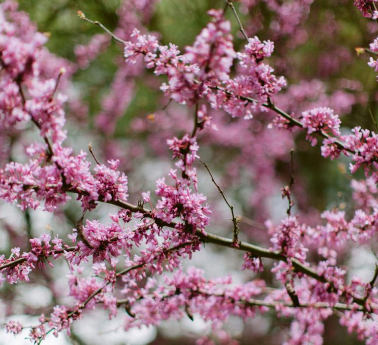 Pink Cherry Blossom on the Tree