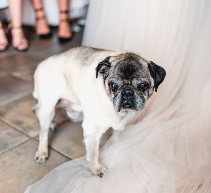 Pug | Vintage Fairground at Blists Hill Victorian Town Museum in Ironbridge | Lisa Carpenter Photographer