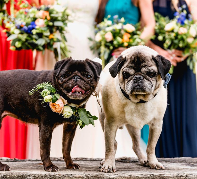 Pug Pets with Flower Collar | Vintage Fairground at Blists Hill Victorian Town Museum in Ironbridge | Lisa Carpenter Photographer