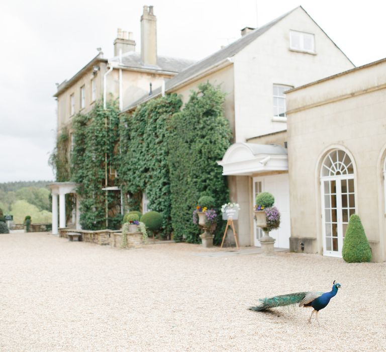 Peacock Roaming on the Grounds of Northbrook Park Wedding Venue