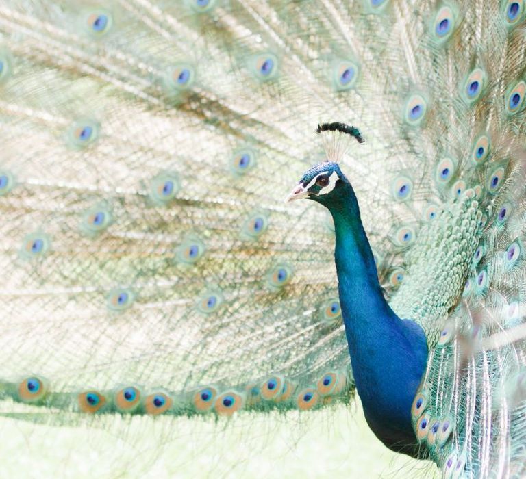 Peacock