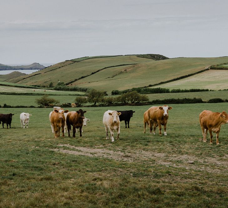 Cows at Roscarrock Farm wedding in Cornwall