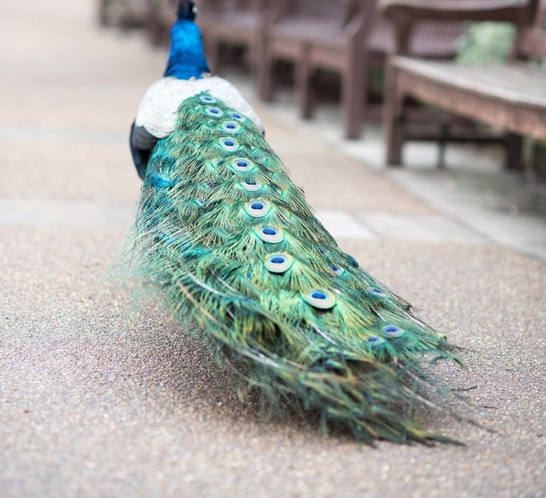 Peacock | Super Luxe White, Grey &amp; Gold Elegant Wedding Inspiration at Orangery, Holland Park, Kensington, London | Planned &amp; Style day The Events Designers | Eva Tarnok Photography