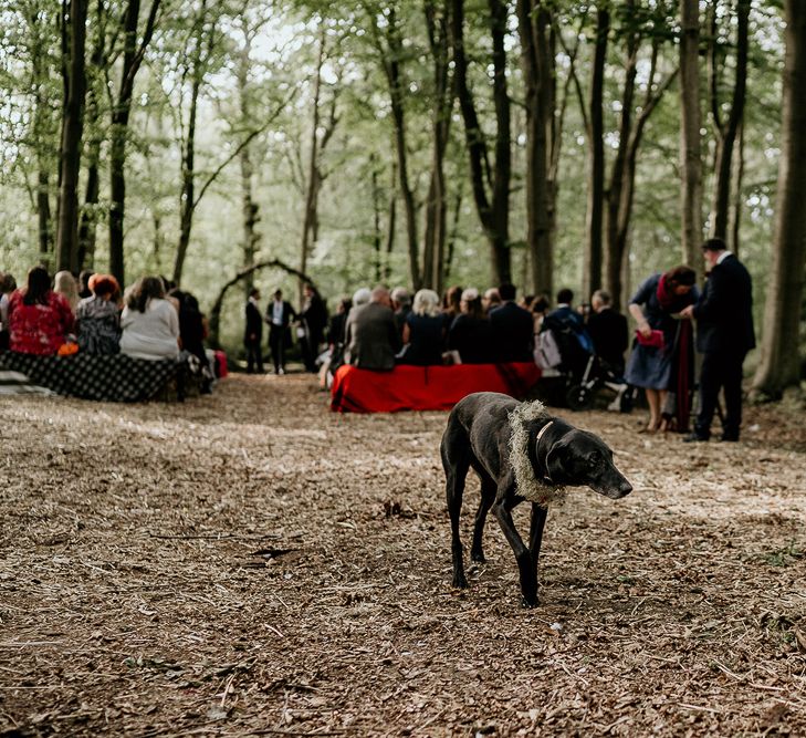 Pet dog with gysophila collar at woodland wedding