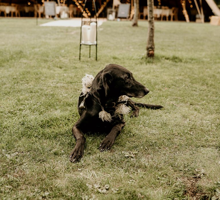 Pet dog with floral collar at Tipi wedding at Evenley Wood Garden