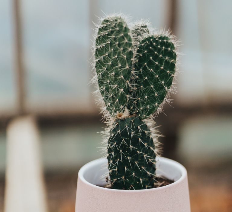 Cactus in ceramic plant pot