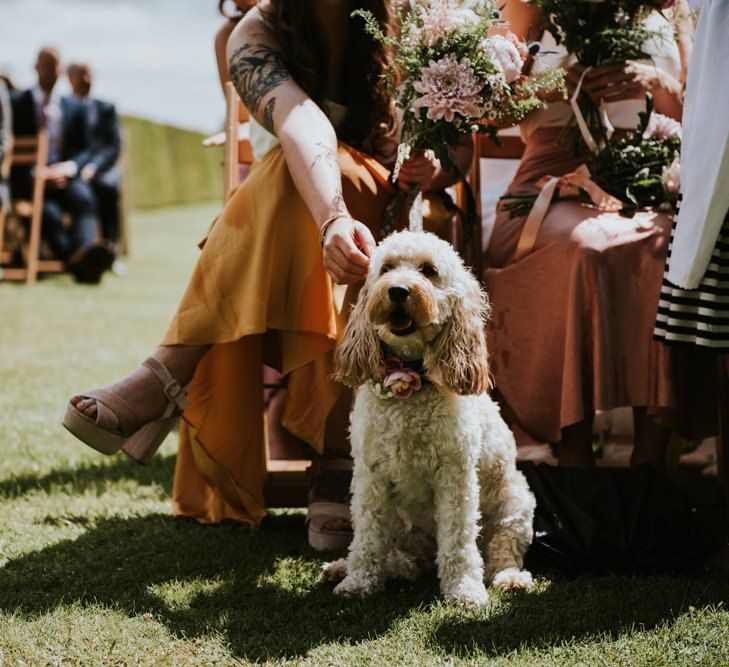 Pet dog at wedding