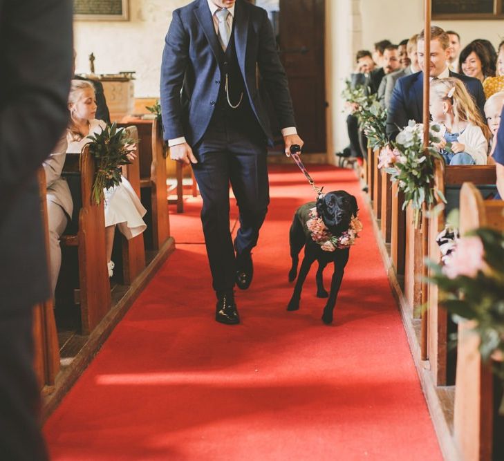 Lyra the dog walking down the aisle