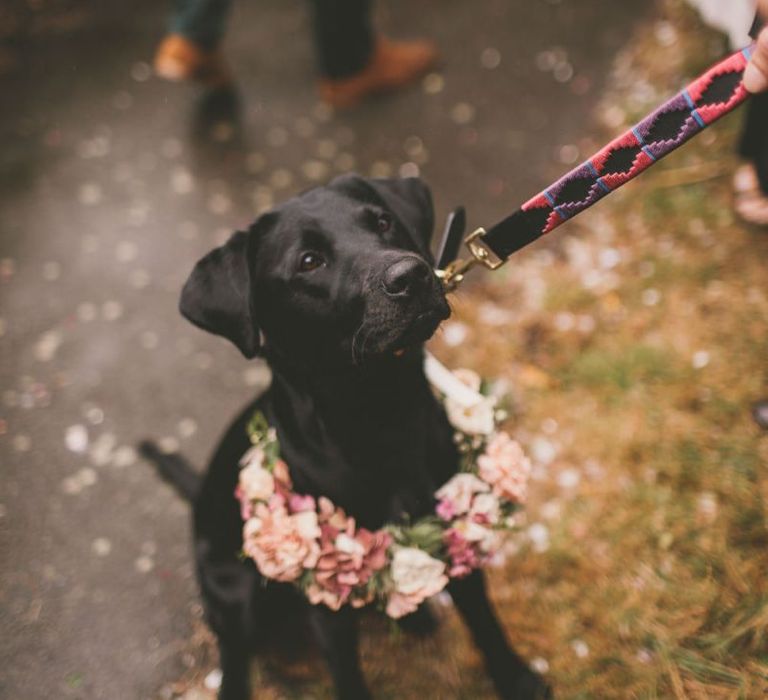 Lyra the dog with pink wedding flowers