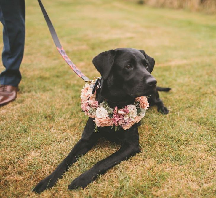 Pets at wedding with flower collar to match pale blue bridesmaid dresses with blush flower bouquets