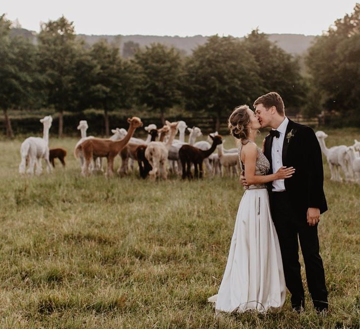 Bride and Groom In Field of Alpacas