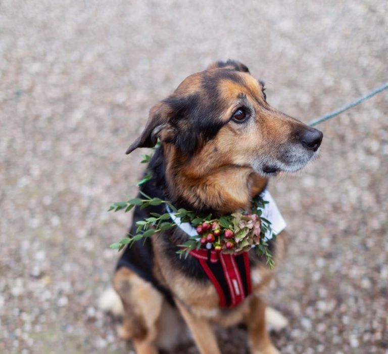 Pet Dog with Winter Flower Collar