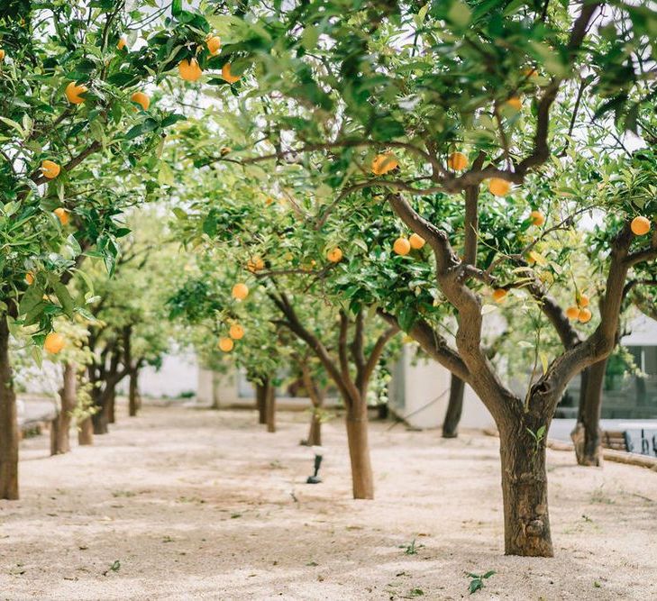 Orange Trees at Masseria Il Melograno, Puglia