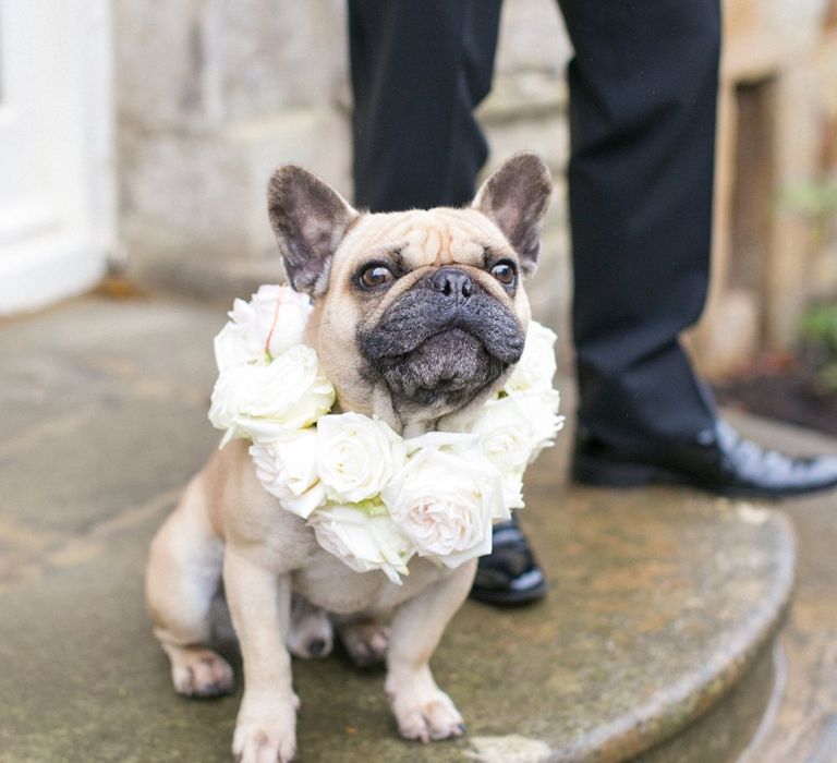 Pug with Flower Collar | Spring Equinox at Thorpe Manor Wedding Venue by Revival Rooms | Anneli Marinovich Photography