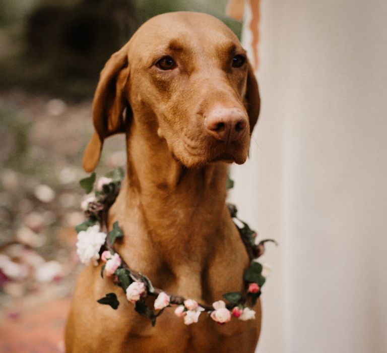 Pet dog with flower collar