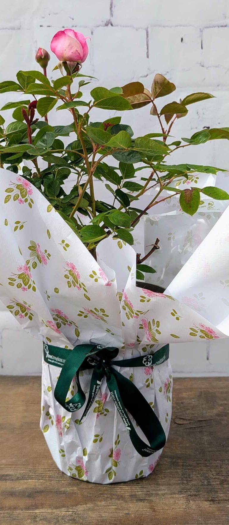 Tree2mydoor rose bush gift wrapped in floral paper with a green ribbon, featuring a pink rosebud, ideal as a thoughtful wedding present