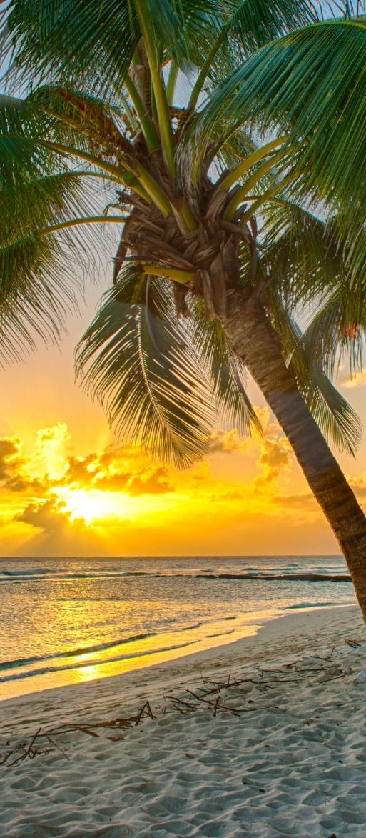Barbados beach caribbean honeymoon destination at sunset with palm trees