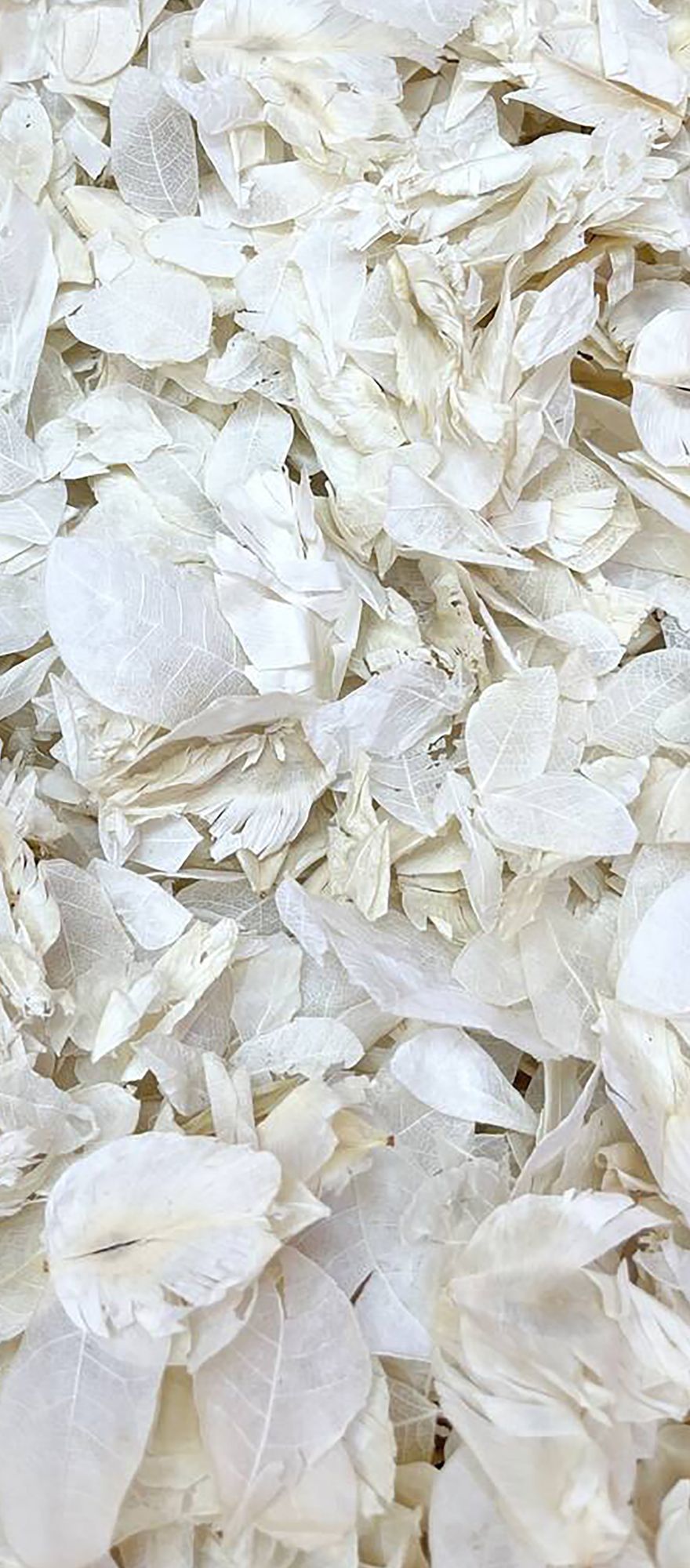 Proper Confetti biodegradable wedding confetti exit for real couple