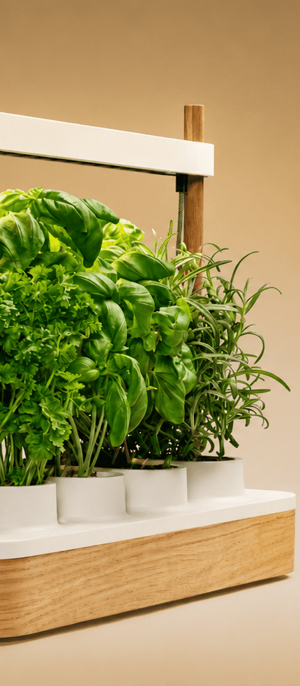 Modern indoor herb garden with a wooden and white planter, built-in grow light, and fresh basil, parsley, and rosemary