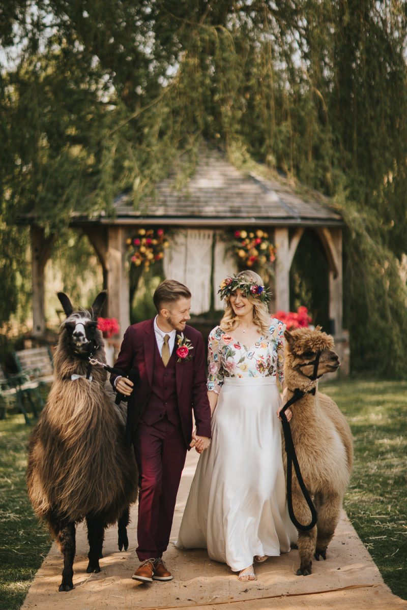 Llama Wedding Guests For A Brightly Coloured Papakata Teepee